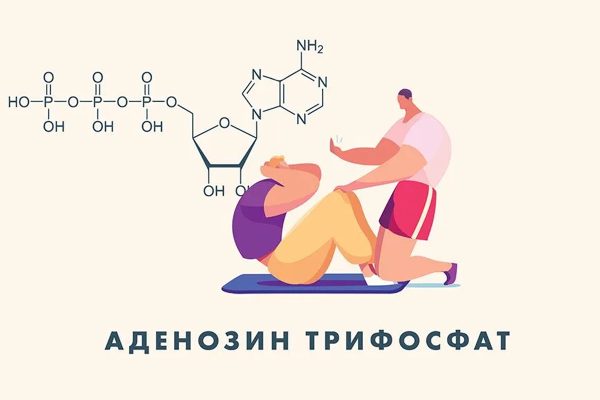 АТФ: ЗЛАТНАТА ВАЛУТА НА ЕНЕРГИЯТА – КАК ТЯЛОТО ВИ ПРОИЗВЕЖДА ГОРИВО ЗА СПОРТ?